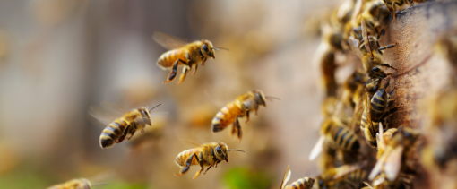 Allergie agli Imenotteri